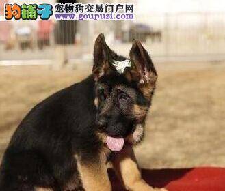 德国牧羊犬拉稀，有点抽筋这是什么问题