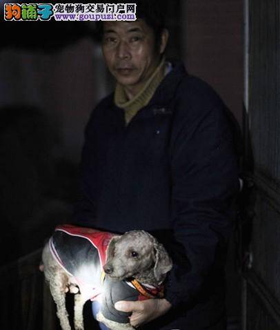 杭州市成立犬业管理协会管理流浪狗