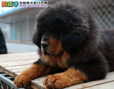 如何判断一窝藏獒幼犬成为冠军犬的几率