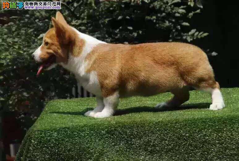 柯基犬患上皮肤病后，皮肤发黑是怎么回事