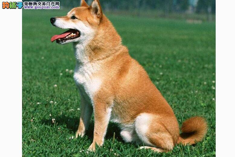 通过性格、外貌、毛色区分秋田犬和柴犬