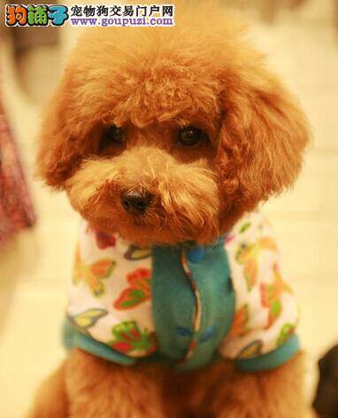 你会抱狗么？面对娇小的茶杯犬主人要如何去抱它