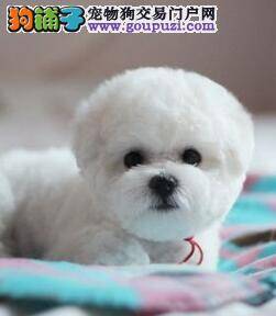 怎样在选购比熊犬的时候既快速又安全