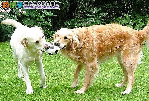 三种常见金毛犬玩具球介绍