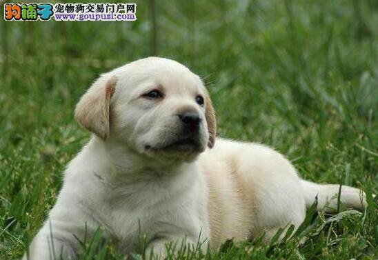 主人要根据哪些条件来购买拉布拉多幼犬