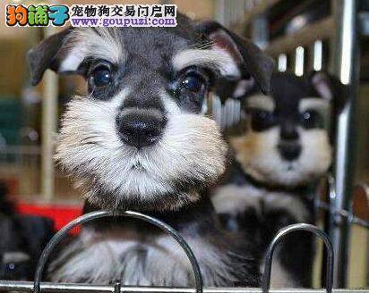 雪纳瑞有透明状的眼屎是为什么