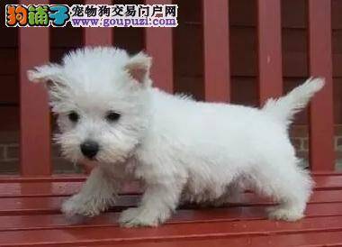 西高地犬外表文静个性却活泼好强