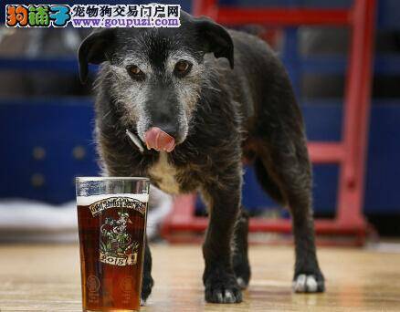 英国啤酒节盛大开幕 引得众多狗狗品尝美酒
