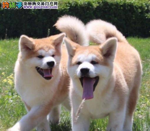 秋田犬打架 分开双方的四种方法