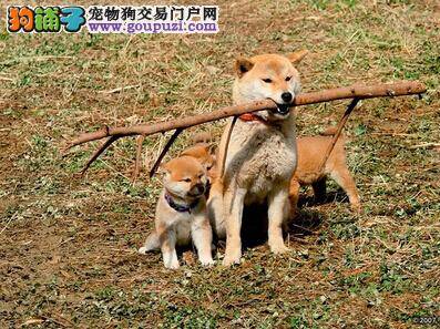 纠正柴犬不良行为的几个解决方案