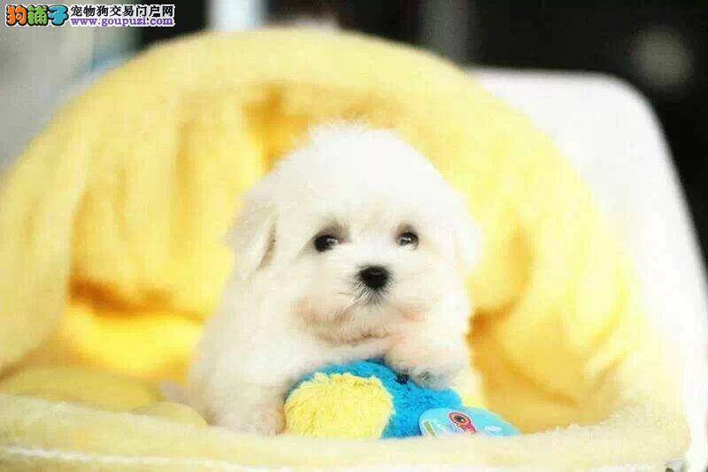 马尔济斯犬这几天总拉肚子是怎么回事