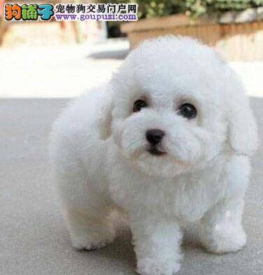 想要买到一只适合自己的比熊犬要怎样做