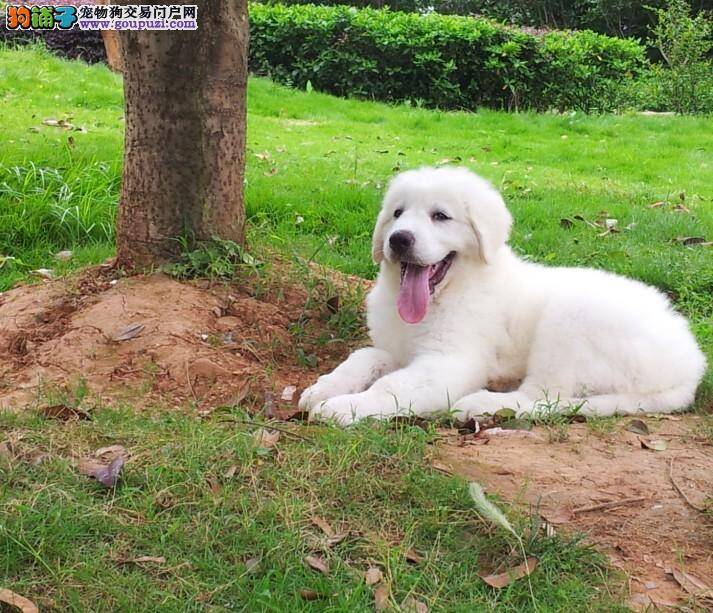 我家大白熊犬最近总睡觉，不吃饭是怎么了