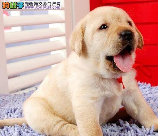 拉布拉多犬打喷嚏、流清鼻涕感冒了 吃什么药