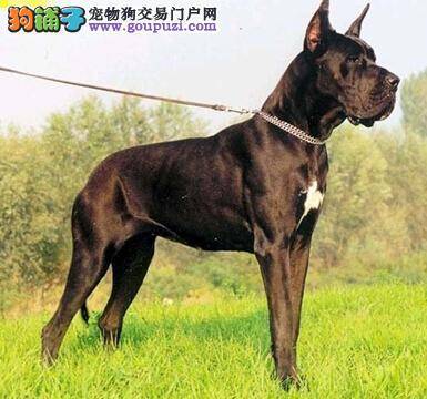 喂养认知 大丹犬一天吃多少才对身体健康好