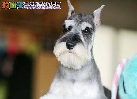 雪纳瑞前段时间感冒了，怎样治愈它