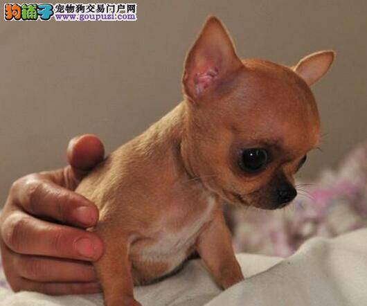 吉娃娃从昨天开始一直咳嗽怎么办