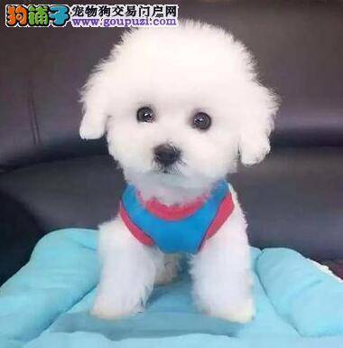 环境可以造就一只泰迪犬的优秀品质