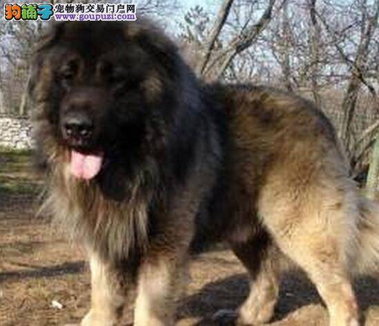世界上体型最大的猛犬之一——高加索犬