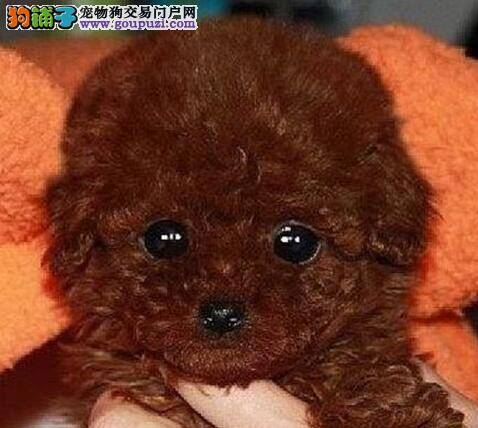 判断你是否适合饲养泰迪犬的两大要素