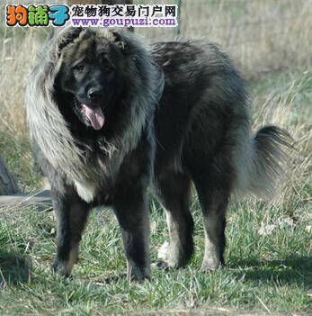 尊重老年狗 年迈的高加索犬应如何照料