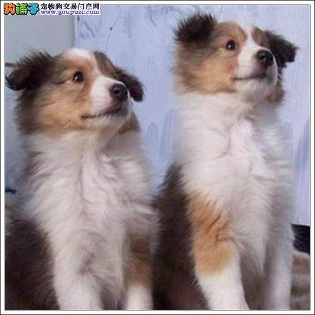 我家喜乐蒂犬今天拉稀带血是为什么