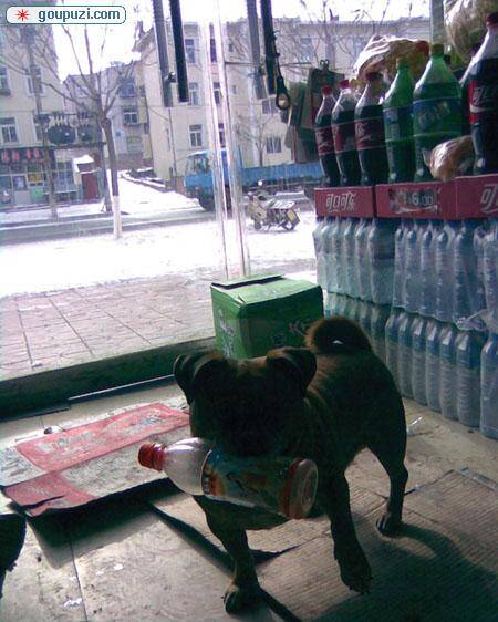 西藏宠物犬增多拉萨掀起了饲养宠物的热潮