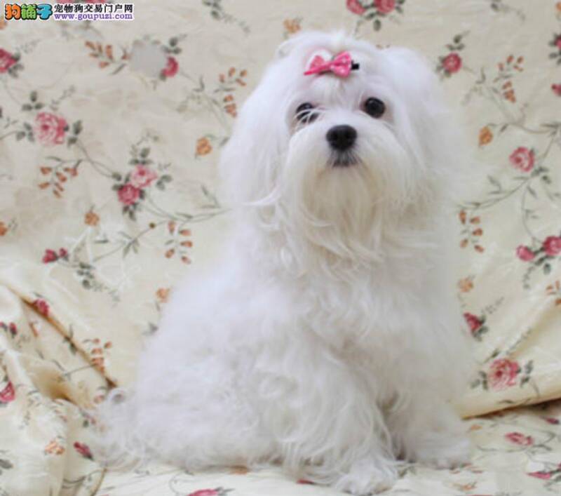 马尔济斯犬刚怀孕不久可以给它洗澡吗