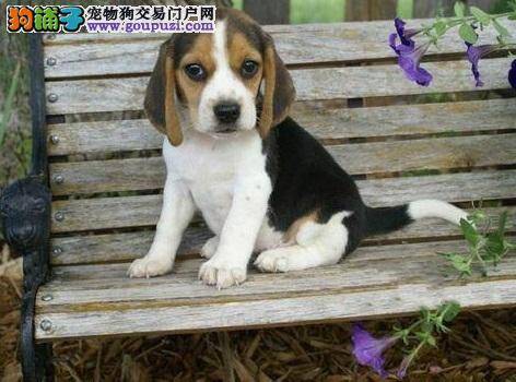 我家比格犬最近鼻头有点干没事吧