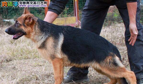 麻烦朋友指点一下如何给德国牧羊犬挤肛门腺