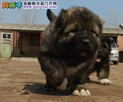 高加索犬最近有点厌食是怎么了 应怎么办