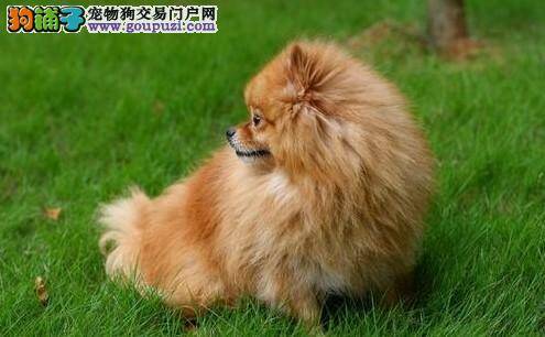 关于优秀博美犬的几点挑选标准