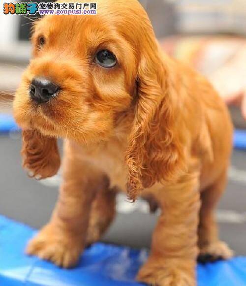 可卡犬咳嗽的很厉害是不是犬瘟