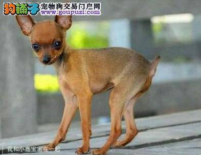 我家小鹿犬莫名其妙的拉血是为什么