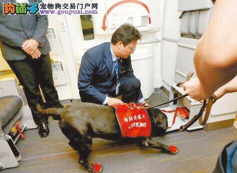 侦爆犬首度进入航空客舱执勤