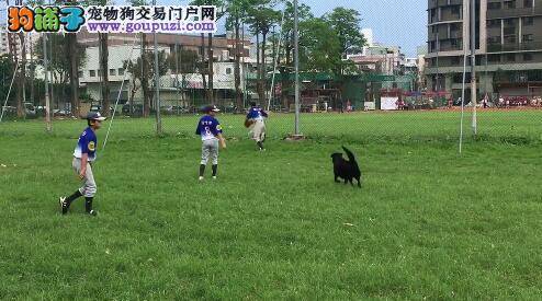 小球员练球漏接 小黑狗扮演最强球童赛跑捡球