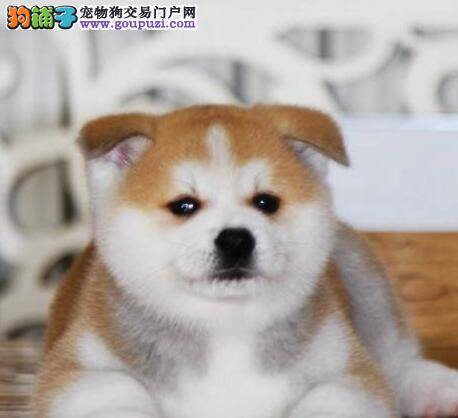 才买回来的秋田犬喜欢睡觉正常吗