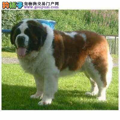 圣伯纳犬肚子上长了一个包是什么东西