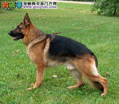 挑选优秀工作犬 了解德国牧羊犬的特性与应用