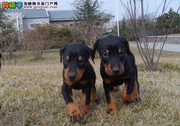 杜宾犬最近拉果冻状的便便是什么毛病