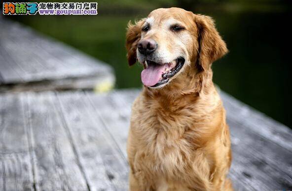 购犬前必做的准备工作——了解金毛犬的百变性格