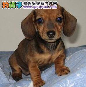 腊肠犬吃的过多会造成哪些严重的后果，应该怎样对待
