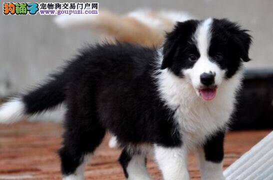 边境牧羊犬不肯在自己窝里睡觉是为什么