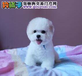 专家告诉大家怎样挑选最优秀的比熊犬