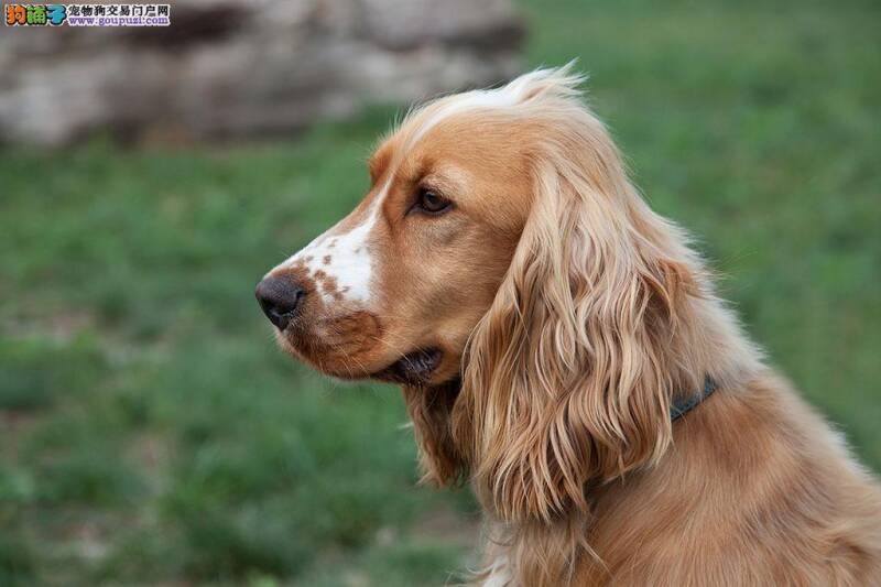 文静的孩子适合饲养可卡犬吗