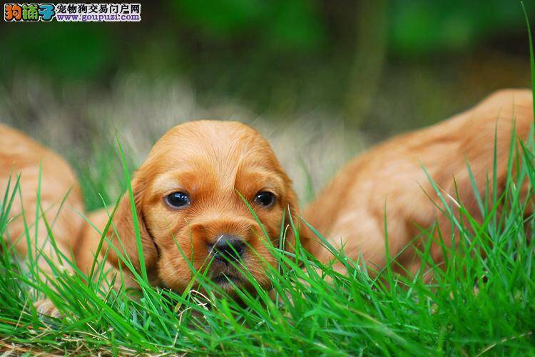 为可卡犬选择狗粮有哪些好提议