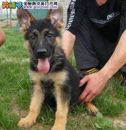 什么样的德国牧羊犬是对主人最忠诚的
