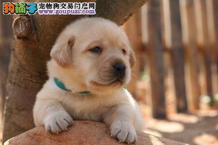 医生说拉布拉多犬患上先天性心脏病