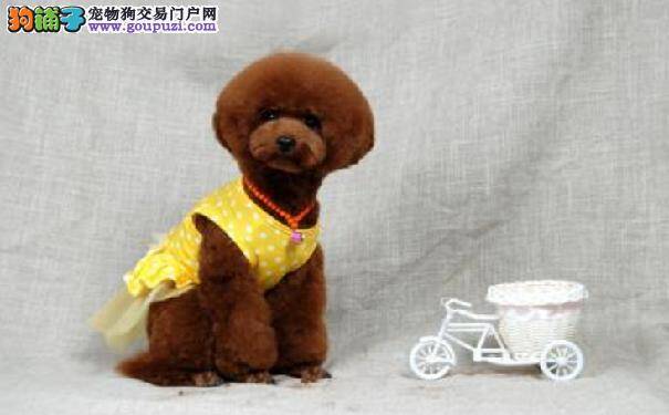 判断贵宾犬是否健康的9项要点