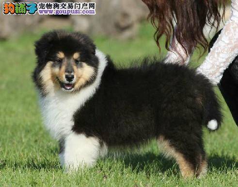 喜乐蒂犬到处尿尿该怎么教它